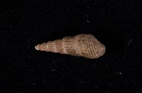 藏品(網蜷)的圖片